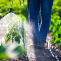 U Srbiji od danas zabranjeno 113 pesticida