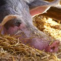 Čime se hrane svinje čija pršuta košta 300 evra po kilogramu