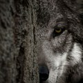 Neverovatno očuvan drevni vuk pronađen u najhladnijem regionu Rusije FOTO