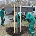 Ozelenjavanje posle superoluje: U toku je detaljna obnova javnih površina u Novom Sadu