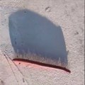 (Foto): Dete u Nišu ispod obuće našlo misteriozno stvorenje! Kreće se kao mini zmija, evo šta bi moglo da bude: "Ne…