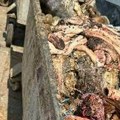 Strašna slika iz klanice u Srbiji: Inspekcija zatekla meso bez dokumentacije o poreklu, povučeno sve iz prodaje