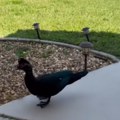 Besna patka teroriše grad, ljudi joj ne mogu ništa Muškarac nakon uboda završio u bolnici (video)