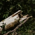 Novi detalji tragedije U Istri Dete na koje se obrušilo stablo imalo samo dve godine
