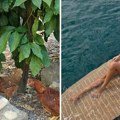 Voditeljka prvo nahrani kokoške, pa se provoza jahtom: Adriana se udala za binismena i sada ovako živi