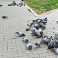 Javna nabavka: U planu rasterivanje golubova iz gradskog parka