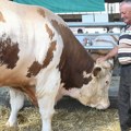 Skandalozno veliki: Kada vidite koliki su bik Jablan i ovan Matador, pašće vam vilica!