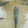 Muškarac koji je bacio dete krokodilima u zoološkom vrtu pušten na slobodu! Za život dečaka se i dalje bore