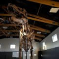 Fosil dinosaurusa od izuzetnog naučnog značaja ide na aukciju