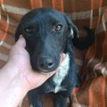 Udomi, ne kupuj: Bila je na ivici života, a danas osvaja nežnim pogledom – Spasa traži dom