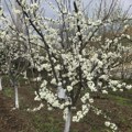 Sneg i niske temperature u aprilu smanjuju rod voća