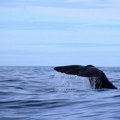 Uginulo više od 40 kitova na ostrvu u Škotskoj