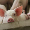 POTVRĐENO: Preko 125 svinja na farmi u Zavodu Male Pčelice eutanizovano zbog svinjske kuge