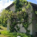 Prodaje plodnu zemlju u Knjaževcu za 30.000 evra: Prizor kao iz bajke, 1.000 stabala višanja u punom rodu
