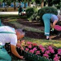 Veliko prolećno uređenje Smedereva: Sadi se cveće, kosi trava, uređuje grad (foto)