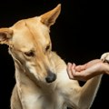 Kada vas pas dodiruje šapom, to znači samo jedno Evo šta ljubimci pokušavaju da vam kažu