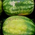 Lubenica koju je uzgojio Nemanja bez konkurencije: Proglašeni pobednici tradicionalne Bostanijade