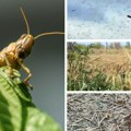 Samo im još oni trebaju, milioni prekrili Ukrajinu i idu ka Rusiji, grizu sve pred sobom! Invazije Nije pošteđen ni Krim, evo…