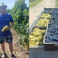 Taraški vinogradari imaju razloga za zadovoljstvo Prinos grožđa odličan, a kvalitet obećava