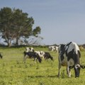 Ostavili pet krava na udaljenom ostrvu, 130 godina kasnije naučnici su se vratili - morali su da ubiju krdo