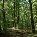 Apel građanima u Novom Pazaru: Budimo odgovorni i sačuvajmo šume od požara