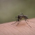 Malarija na aerodromu u Frankfurtu: šestoro zaraženih, dvoje preminulo
