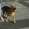 Psi ne laju bez razloga - nekim ljudima posebno ne veruju