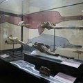 U Peruu pronađen fosil rečnog delfina star 16 miliona godina