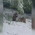 Najslađi snimak koji ćete videti danas: Medvedice Maša i Ljubica sa Ozrena uživaju u aprilskom snegu (foto, video)