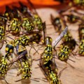 Najezda stršljena ovog leta, stručnjaci upozorili: "Azijski insekti se brzo razmnožavaju, najveća su pretnja"