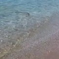 Panika među turistima na poznatoj plaži u Grčkoj! Morska neman izašla da se prošeta i nešto prezalogaji!