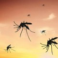 Kako da se izborite sa komarcima: Ovo je jednostavan trik kako da ih se otarasite!