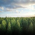 Mlade šume – Izuzetno korisne u borbi protiv klimatskih promena
