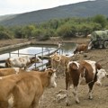 Konji i krave na Suvoj planini opet skapavaju od žeđi