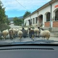 Bolest plavog jezika potvrđena na teritoriji opštine Bosilegrad: Sve mere preduzete, zdravlje ljudi nije ugroženo