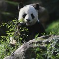 U pećini u Kini otkrivena 52 fosila džinovskih pandi