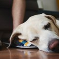 Veterinar otkrio o čemu psi razmišljaju pred smrt, i ovo će vam slomiti srce