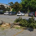 Još jedno stablo manje na Žitnom trgu: Kada će Zrenjanin početi da vraća ono što poseče? Još jedno stablo manje