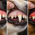 Pogledajte desni svog psa: Ove promene boje su znak da morate odmah kod veterinara