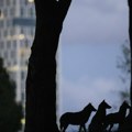 Srbija na udaru divljih zveri, građani u strahu: Šakali snimljeni tik uz gradsko naselje, jedu pse? (snimak)