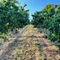 Prodaje se "razvijen biznis" u Starom Slankamenu: Vlasnik nudi voćnjak na 4 hektara za "smešnu" cenu