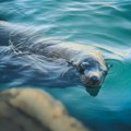 Predivan snimak sa Jadrana: Najugroženiji sisar Mediterana posle 55 godina uhvaćen kamerom u Crnoj Gori