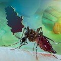 Sve o denga groznici koju prenosi tigrasti komarac, kog ima i u Srbiji: Prenose je ženke, 2 dela dana kritična