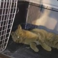 Volonteri Udruženja Zoo Planet spasili povređenu divlju mačku kod Leskovca