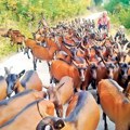 Kozja kuga nastavlja da se širi u Grčkoj, vlada uvela mere za borbu protiv bolesti