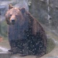 Izgleda da je zimi kraj –medvedica Dunja izašla je da prošeta