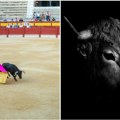 (Video) Publika u šoku zanemela! Bik razneo „kralja matadora“ Horor scene iz Arene u Sevilji: rogom ga nabio u zadnjicu