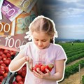 Poljaci vole srpske jagode Vojvođanski voćari očekuju odličan prinos ove godine; evo koliko je potrebno izdvojiti za kilogram…