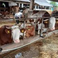 Država izdvojila 300 miliona dinara za proizvodnju mleka u prahu – da li će to očuvati stabilnost tržišta
