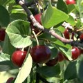 Uoči početka berbe višanja, voćari u topličkom kraju očekuju dobar rod